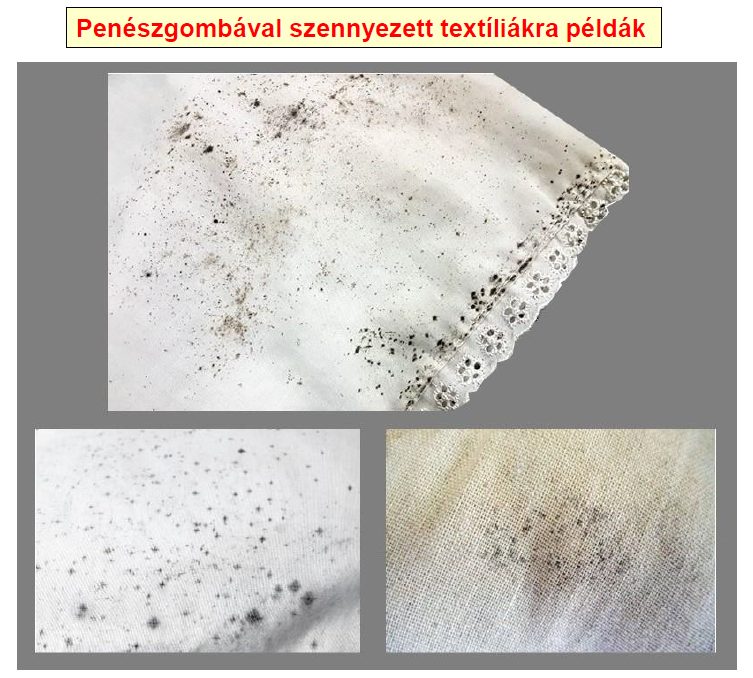 Penészgombák: mitől alakulnak ki?