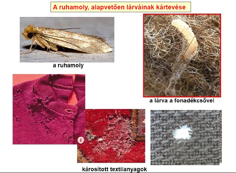 Penész és rovarok a textíliákon – megelőzés, védekezés, tanácsok