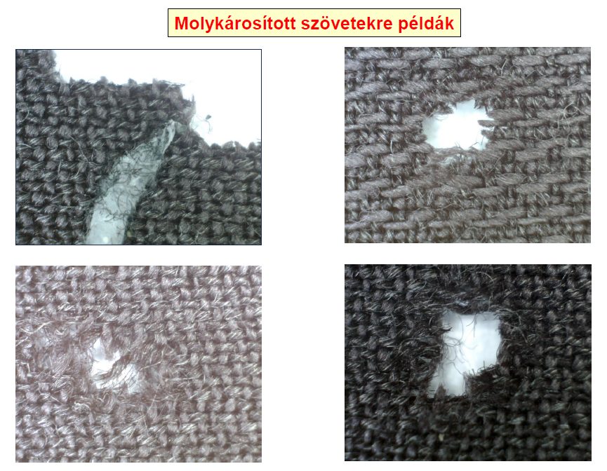 Rovarok: ruhamoly, szőnyegbogár, ezüstös pikkelyke