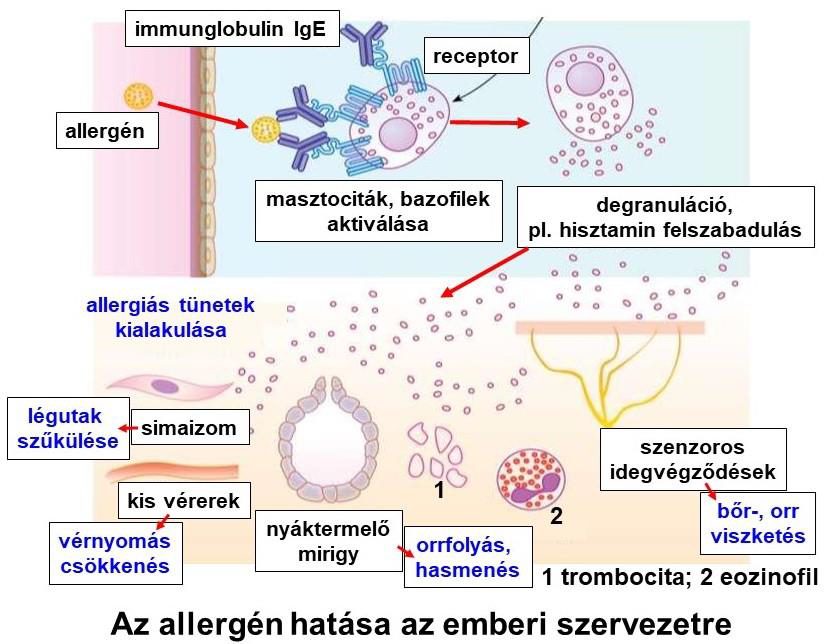 Hogyan válthat ki allergiát egy textil?